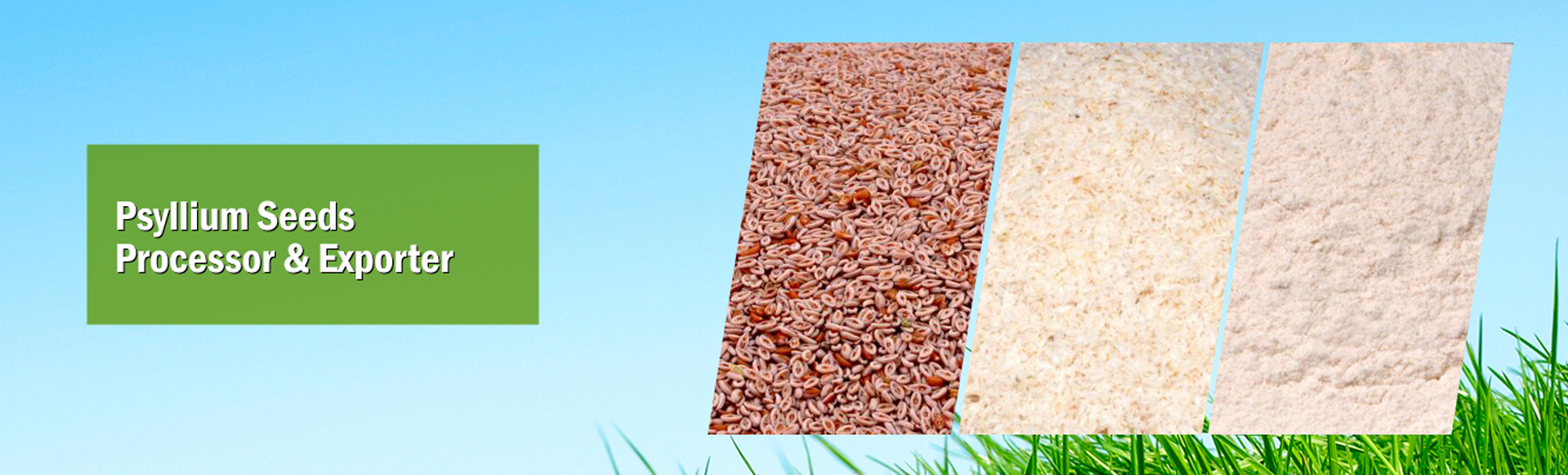 Organic Psyllium Seeds Manufacturers, Suppliers & Exporters in India